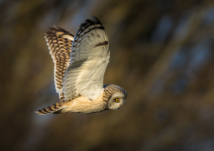 2022 Calendar | Cheshire Wildlife Trust
